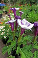 Datura metel 'Purple' - Floraison du métel pourpre