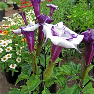 Datura metel 'Purple' - Floraison du métel pourpre