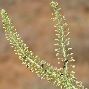 Drimia altissima - Inflorescence d'african squill