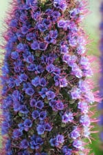 Echium candicans - Détail des fleurs de Vipérine de Madère