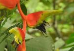 Heliconia platystachys 'Sexy-Orange' - Détail des bractées