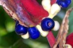 Heliconia platystachys 'Sexy-Orange' - Détail des fruits