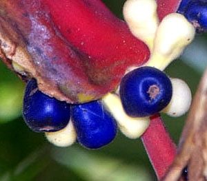 Heliconia platystachys 'Sexy-Orange' - Détail des fruits