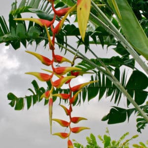 Heliconia platystachys 'Sexy Orange' - Floraison
