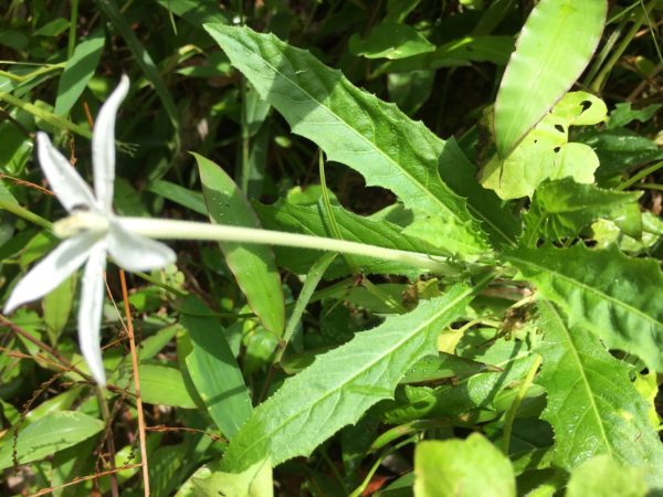 Hippobroma longiflora - Détail du feuillage