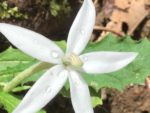 Hippobroma longiflora - Détail d'une fleur