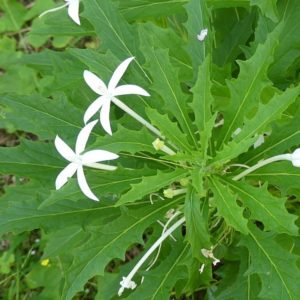 Hippobroma longiflora - Vue de la plante