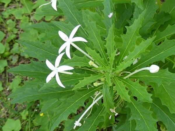 Hippobroma longiflora - Vue de la plante