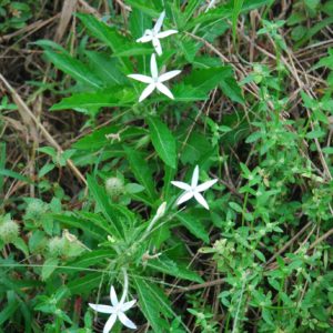 Hippobroma longiflora – Étoile de Bethléem dans milieu naturel