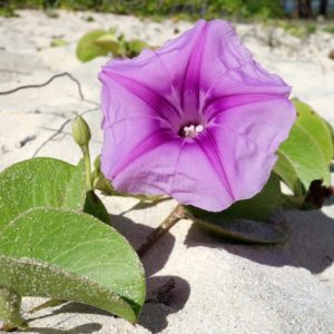 Ipomoea pes-caprae – Détail d'une fleur