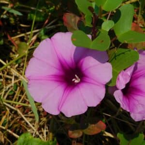 Ipomoea pes-caprae, Détail d'une fleur de Patate bord de mer, Graines de Ipomoea pes-caprae, Graines de Patate bord de mer
