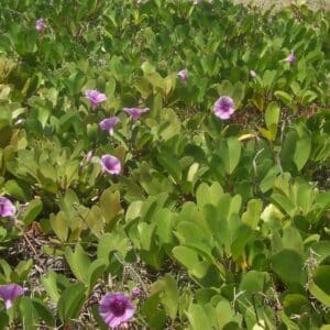 Ipomoea pes-caprae, Vue de la plante de Patate bord de mer, Graines de Ipomoea pes-caprae, Graines de Patate bord de mer