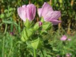Malva sylvestris, Détail des bourgeons de grande mauve, Graines de Malva sylvestris, Graines de Grande mauve