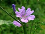 Malva sylvestris, Détail d'une fleur de grande mauve, Graines de Malva sylvestris, Graines de Grande mauve