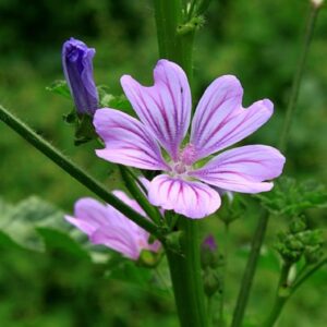 Malva sylvestris, Détail d'une fleur de grande mauve, Graines de Malva sylvestris, Graines de Grande mauve