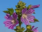 Malva sylvestris, Fleurs et bourgeons de grande mauve, Graines de Malva sylvestris, Graines de Grande mauve