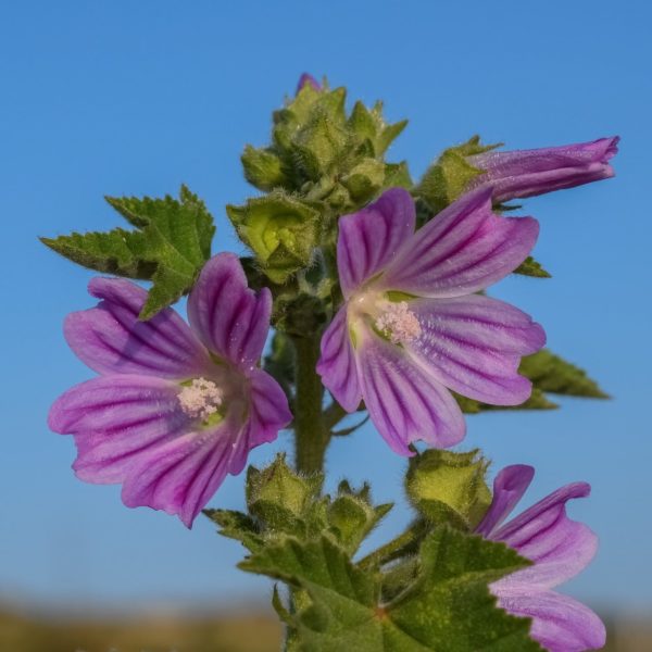 Malva sylvestris - Fleurs et bourgeons de grande mauve