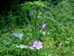 Malva sylvestris, Vue de la grande mauve, Graines de Malva sylvestris, Graines de Grande mauve