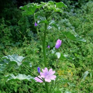 Malva sylvestris, Vue de la grande mauve, Graines de Malva sylvestris, Graines de Grande mauve