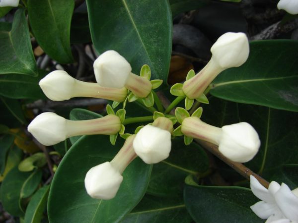 Marsdenia floribunda - Bouton floreaux du jasmin blanc d'hiver