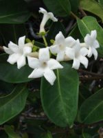 Marsdenia floribunda - Détail des fleurs du jasmin blanc d'hiver