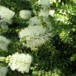 Melaleuca pustulata - Bourgeons et inflorescence