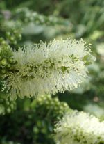Melaleuca pustulata - Bourgeons et inflorescence