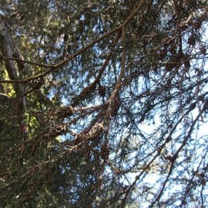 Graines de Melaleuca pustulata, graines de Cranbrook