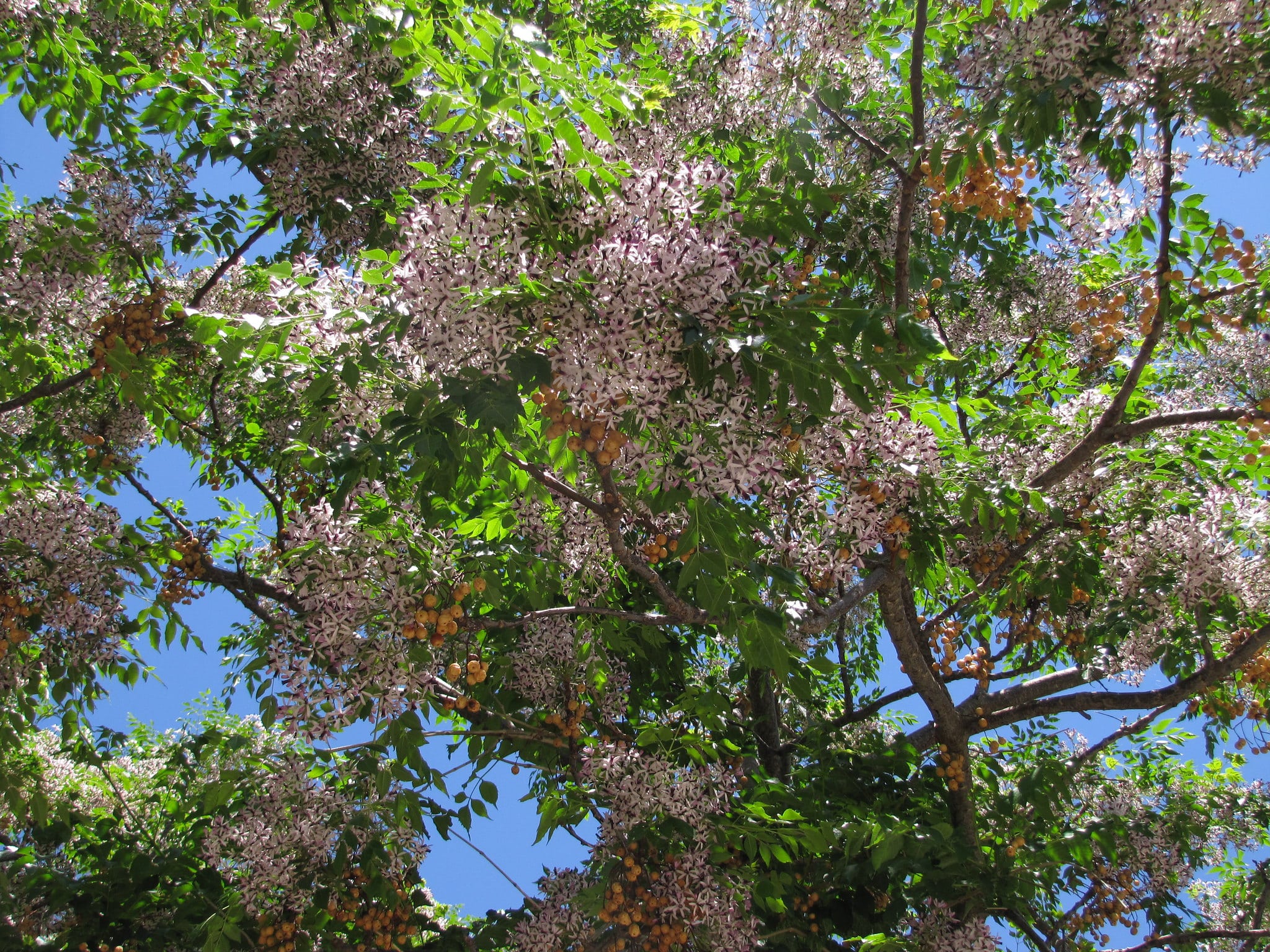 10 Graines de Lilas de Perse Melia Azedarach Chinaberry Tree Seeds 