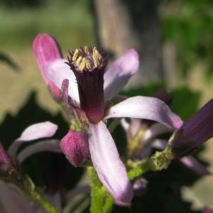 Melia azedarach – Détail d'une fleur de lilas de Perse