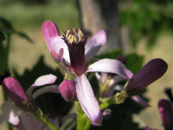 Melia azedarach – Détail d'une fleur de lilas de Perse