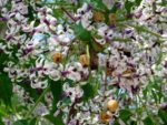 Melia azedarach – Floraison du lilas de Perse