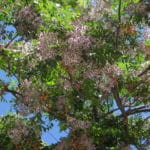 Melia azedarach – Lilas de Perse en fleurs et fruits