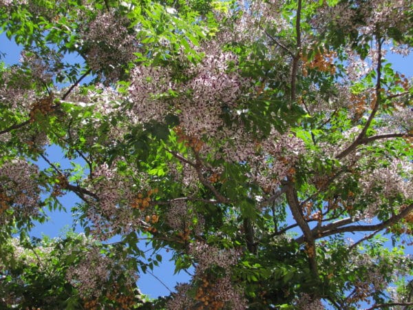 Melia azedarach – Lilas de Perse en fleurs et fruits