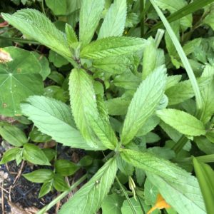 Mentha spicata - Détail des feuilles de la menthe verte