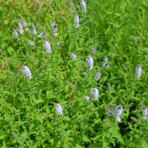 Mentha spicata - Vue de la menthe verte au jardin