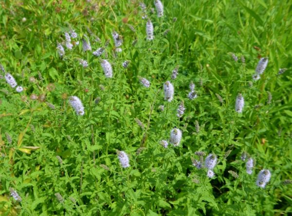 Mentha spicata - Vue de la menthe verte au jardin