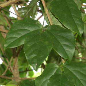 Mucuna gigantea – Feuillage de la mucune géante
