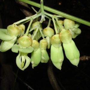 Mucuna gigantea – Floraison de la mucune géante