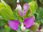 Polygala myrtifolia – Détail d'une fleur de Polygale à feuilles de myrthe