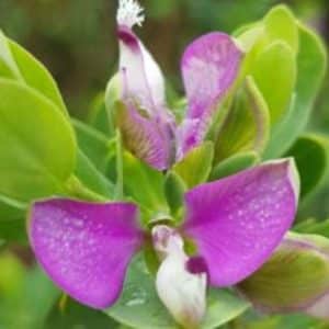 Polygala myrtifolia – Détail d'une fleur de Polygale à feuilles de myrthe