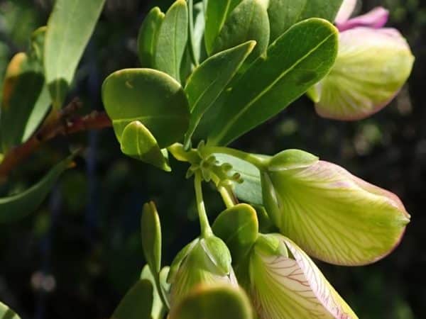 Polygala myrtifolia – Feuilles et bourgeons du Polygale à feuilles de myrthe