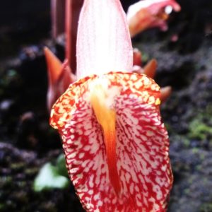 Zingiber rubens – Détail d'une fleur de Gingembre du Bengale