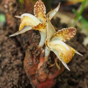 Zingiber rubens – Gingembre du Bengale en milieu sauvage
