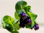 Cerinthe major purpurascens, graines Cerinthe pourpre, graines Cerinthe major purpurascens