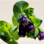 Cerinthe major purpurascens, graines Cerinthe pourpre, graines Cerinthe major purpurascens