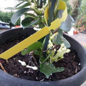 Pots profonds pour plantes à racines pivotantes - Boutique Végétale