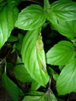 Basilic Thaï à feuilles larges - Détail des feuilles