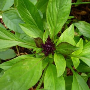 Basilic Thaï à feuilles larges - Inflorescence et feuillage