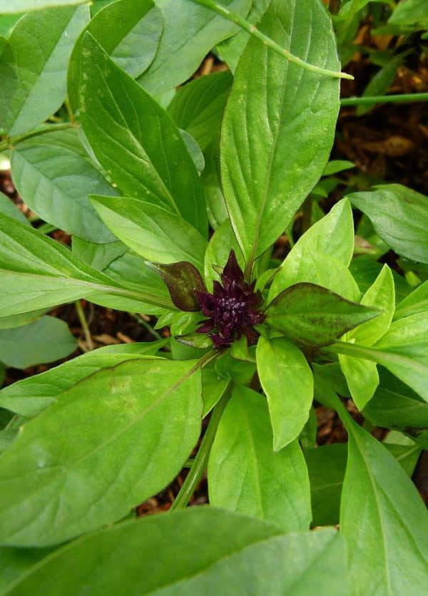 Basilic Thaï à feuilles larges - Inflorescence et feuillage